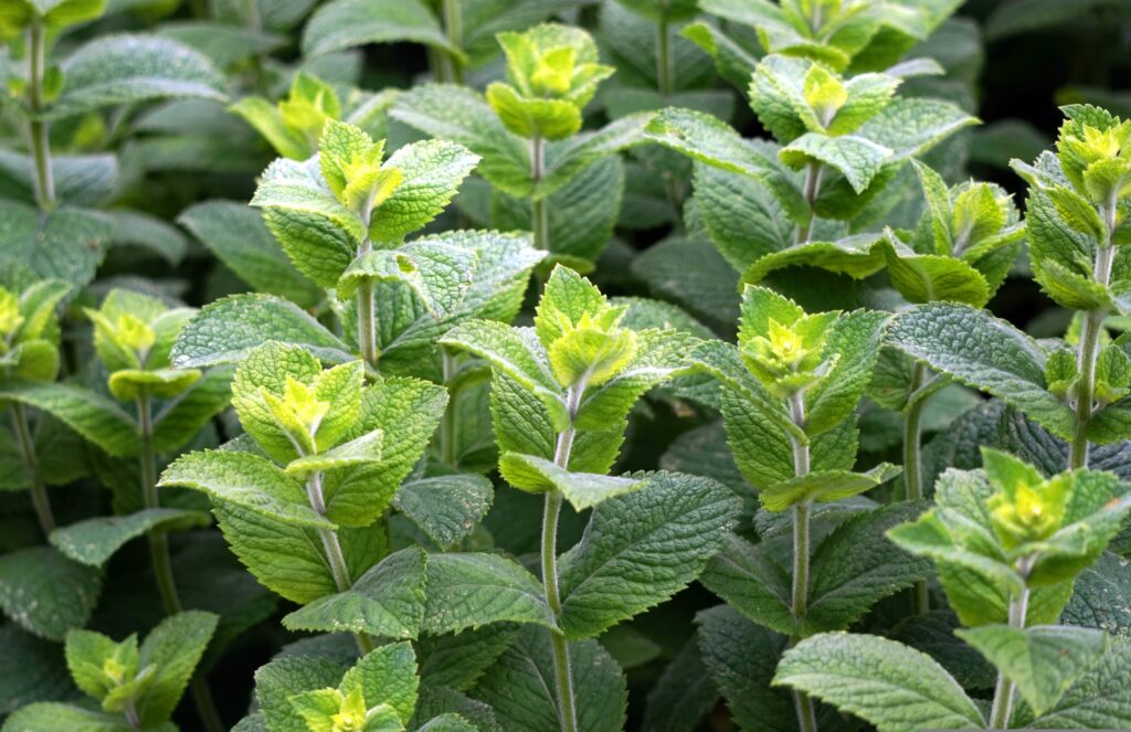 Menta